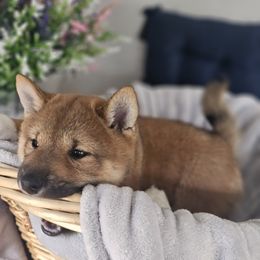 Shiba Inu Puppies from Shiba Shenanigans