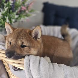 Shiba Inu Puppies from Shiba Shenanigans