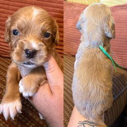 Green collar - Red male English Cocker Spaniel puppy in Millen, Georgia from Pine Hill Kennels