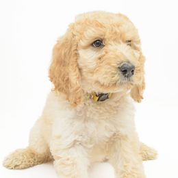 Poodle Puppies from DoodleHaven