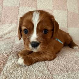Leonardo (blue collar) - Ruby male Cavalier King Charles Spaniel puppy in Acworth, Georgia from Cumberland Cavaliers