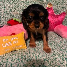 Brandy - Black and white female Cavalier King Charles Spaniel puppy in Tacoma, Washington from Cherilym Gumm's Cavalier King Charles Spaniel
