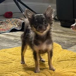 Mindi price: 7,000 - Blue and tan female Chihuahua puppy in Summerfield, Florida from Uey’s Chihuahuas