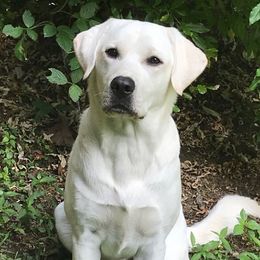 Cooper - Labrador Retriever