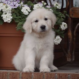 Grey Collar - Light golden Golden Retriever puppy in Stedman, North Carolina from Wise-Taylor Goldens