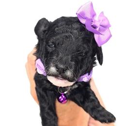 Peppermint Patty - Black and white female Bernedoodle puppy in Vernon, Texas from Sugarland's Texas Goldendoodles