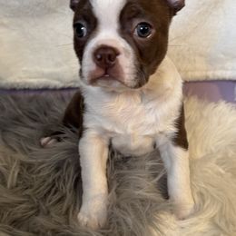 Boston Terrier Puppies from Twist of Faith Farms
