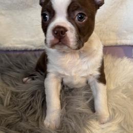 Boston Terrier Puppies from Twist of Faith Farms