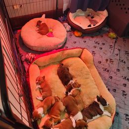 Basenji Puppies from Royal Basenji