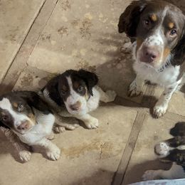 English Springer Spaniel Puppies from Desert Shadow Springers