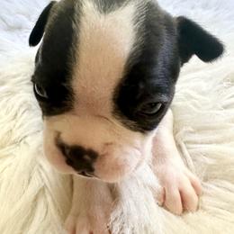 Boy five - Black brindle and white male Boston Terrier puppy in Georgia from KD’s K9 Oasis