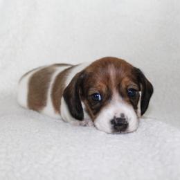 Annika (unique coat) - Piebald female Dachshund puppy in Fairfax, Iowa from Grayson’s Lovable Dachshunds