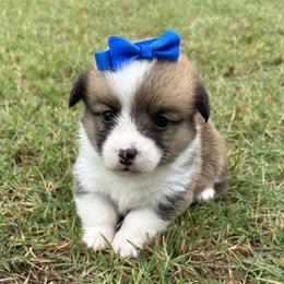 WILLOW AKC - Sable female Pembroke Welsh Corgi puppy in Hinton, Oklahoma from Green Cloud Ranch