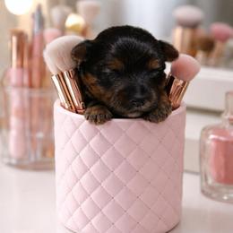 Girl 2 - Black and tan female Yorkshire Terrier puppy in Carmichael, California from Mckeever's Yorkies