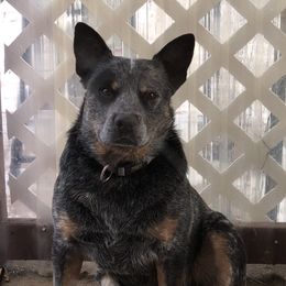 Odin - Australian Cattle Dog