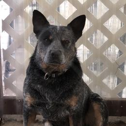 Odin - Australian Cattle Dog