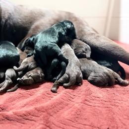 Juniper - Black female Labrador Retriever puppy in Sweet Home, Oregon from Knotty Creek Labradors