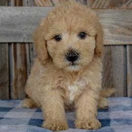 Male 1 of 4 - Cream male Goldendoodle puppy in Macedon, New York from Toodles Goldendoodles