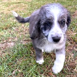 Princess - Blue merle female Aussiedoodle puppy in Melrose, Florida from Howdilly Doodley
