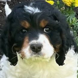 Cavapoos from Cavapoos To Love