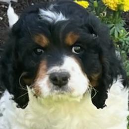 Cavapoos from Cavapoos To Love
