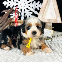 Yellow boy - Merle male Bernedoodle puppy in Waukesha, Wisconsin from Bernedoodle Boutique (and Cavapoos)