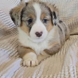 Emma - Blue female Companion Cross puppy in Americus, Kansas from Kandi's Pups