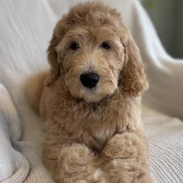 Teal - Cream female Goldendoodle puppy in Newnan, Georgia from Old Line Doodles
