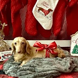 Breeze - Dachshund