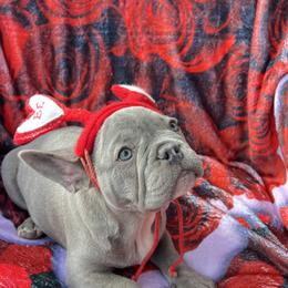 French Bulldog Puppies from Furchildbreeds