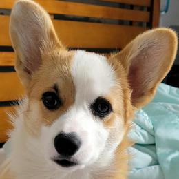 Dollydog - Pembroke Welsh Corgi