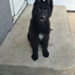 Brown Collar - Black male German Shepherd puppy in Sumner, Iowa from Vom Wilke Kennels