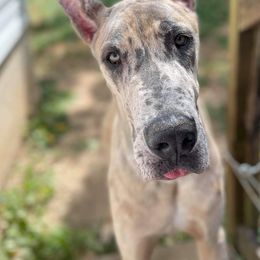 Great Dane Puppies from F&B Kennels
