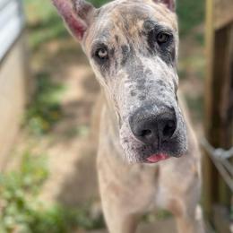 Great Dane Puppies from F&B Kennels