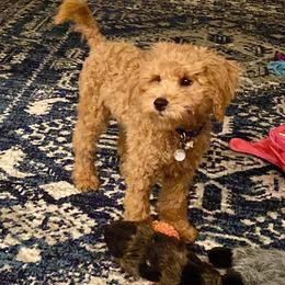 Aussiedoodle and Goldendoodle Puppies from Saddle Hill Farms