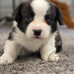 Savage Azriel of Eire - Brindle and white male Cardigan Welsh Corgi puppy in Plymouth, Iowa from Savages Low riders