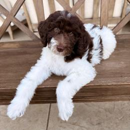 Parker - Brown and white male Aussiedoodle puppy in Allen, Texas from Calena’s Doodles