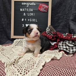 1 Orange collar female - Black and tan female Pembroke Welsh Corgi puppy in Harrisburg, Illinois from Parish Corgis