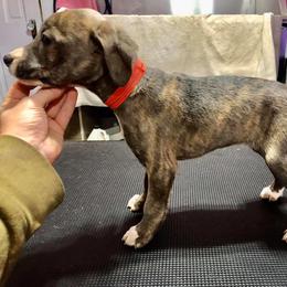 Mountain Cur Puppies from Walnut Ridge Mountain Curs