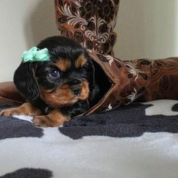 June - Black and tan female Cavalier King Charles Spaniel puppy in Wapello, Iowa from Willow Rayne shelties and more