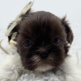 Shih Tzu puppies from Fancy Garden Shih Tzu