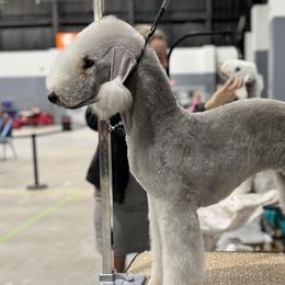 Toast - Bedlington Terrier