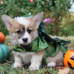 Neeko - Red male Pembroke Welsh Corgi puppy in Pollock, Missouri from Northstar