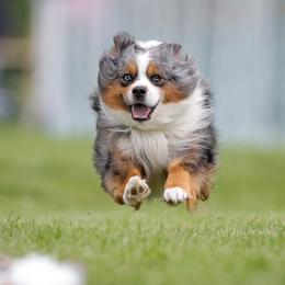 Max - Miniature Australian Shepherd