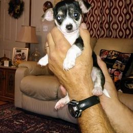Chihuahua Puppies from Ay Chihuahua's