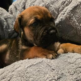 Black Collar Male - Fawn male Cane Corso puppy in Pylesville, Maryland from Safe Haven Cane Corso