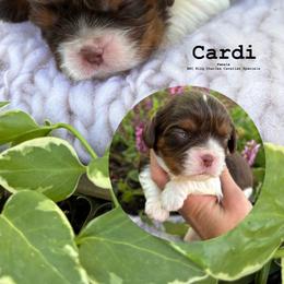 Cavalier King Charles Spaniel puppies from Gypsi Doodles & Poodles LLC.