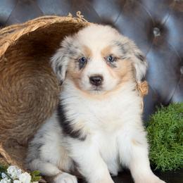 Taytum- Has Tail and Videos - Blue merle female Australian Shepherd puppy in Troy, South Carolina from Lana Corley- Australian Shepherds of 3/W Farms