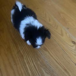 Updated info - White black and tan male Papillon puppy in Derry, New Hampshire from A Circle Of Love Papillons