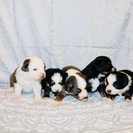 Miniature Australian Shepherd Puppies from Broken T Australian Shepherds